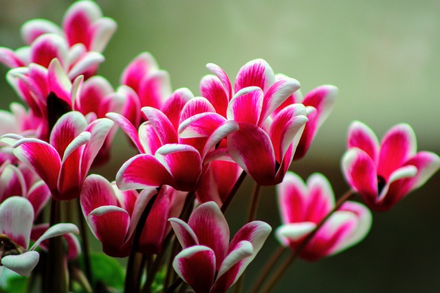 Orquideas